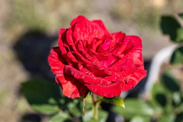 Fleur Rose Rouge Vue Macro Détaillée Fleur Sur Fond Naturel — Photo