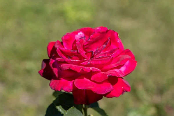 Czerwony Kwiat Róży Szczegółowy Widok Makra Kwiat Naturalnym Tle Miękkie — Zdjęcie stockowe