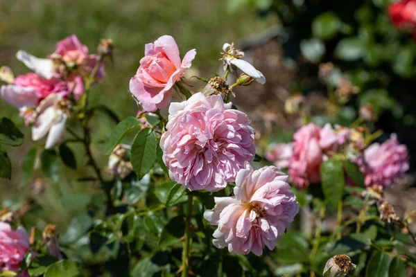 Różowy Kwiat Róży Szczegółowy Widok Makra Kwiat Naturalnym Tle Miękkie — Zdjęcie stockowe