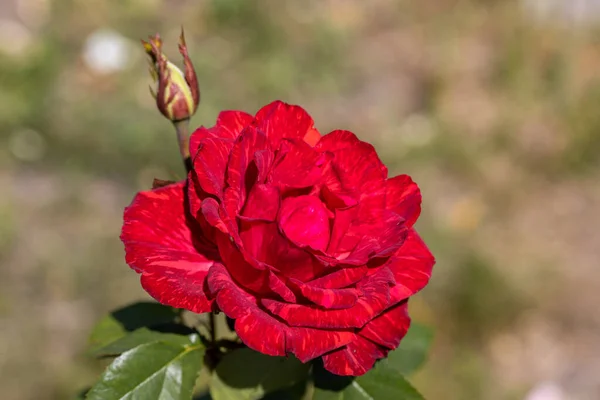 红玫瑰花 详细的宏观视图 自然背景的花 柔和的光 — 图库照片