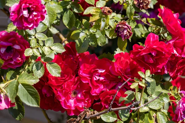 Kırmızı bir gülün birçok çiçeği. Ayrıntılı makro görünüm. Doğal bir arka planda çiçek, yumuşak bir ışık.