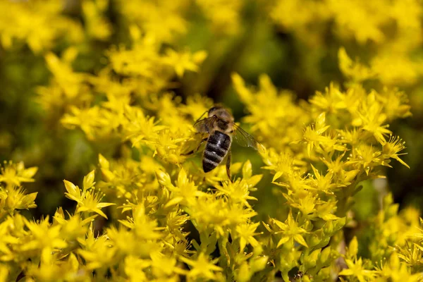 Bijen Gele Tuinbloemen Gedetailleerde Macro Weergave Bloem Een Gele Natuurlijke — Stockfoto