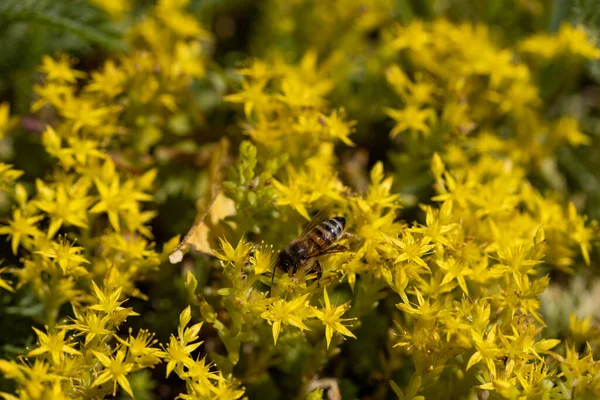 Méhecske Sárga Kerti Virágokkal Részletes Makronézet Virág Sárga Természetes Háttér — Stock Fotó