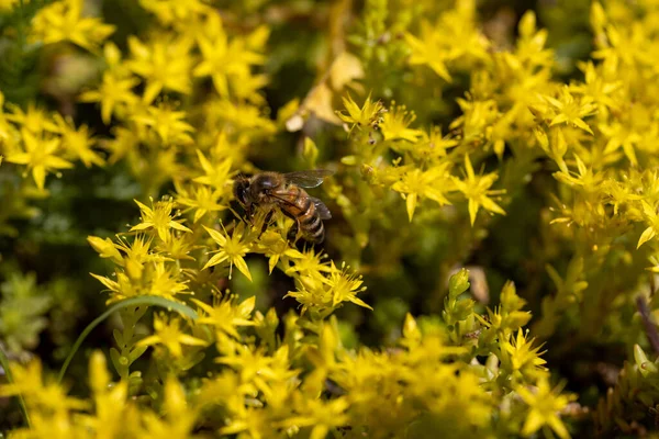 Bijen Gele Tuinbloemen Gedetailleerde Macro Weergave Bloem Een Gele Natuurlijke — Stockfoto