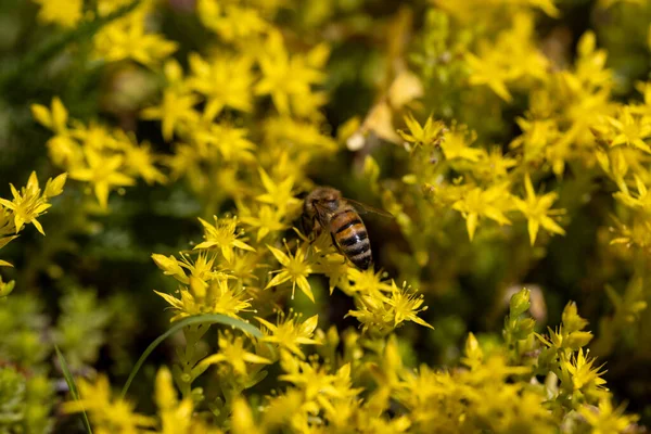 Bijen Gele Tuinbloemen Gedetailleerde Macro Weergave Bloem Een Gele Natuurlijke — Stockfoto