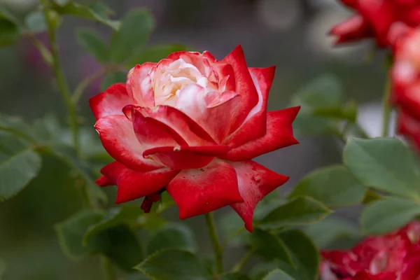 Fleur Rose Rouge Vue Macro Détaillée Fleur Sur Fond Naturel — Photo