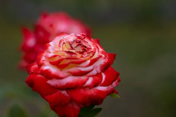 Fleur Rose Rouge Vue Macro Détaillée Fleur Sur Fond Naturel — Photo