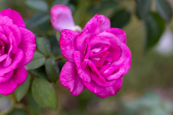 Lila Rosenblomma Detaljerad Makrovy Blomma Naturlig Bakgrund Mjukt Ljus — Stockfoto