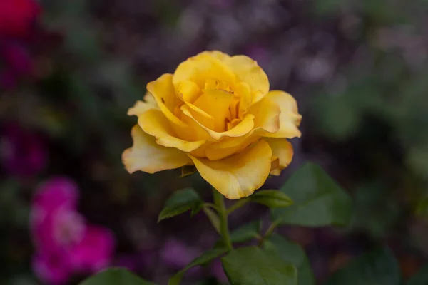 Fleur Rose Jaune Vue Macro Détaillée Fleur Sur Fond Naturel — Photo