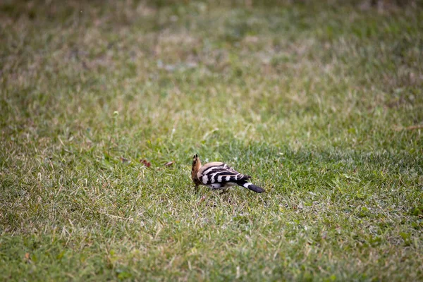 Wiedehopf Auf Grünem Gras Bewölkter Tag — Stockfoto