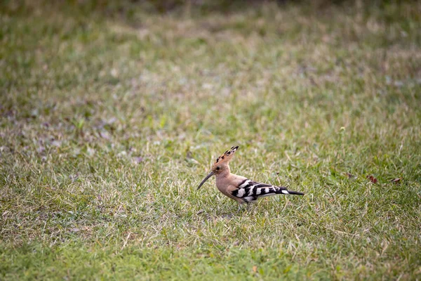 Bird Hoopoe Green Grass Cloudy Day — Stock Photo, Image