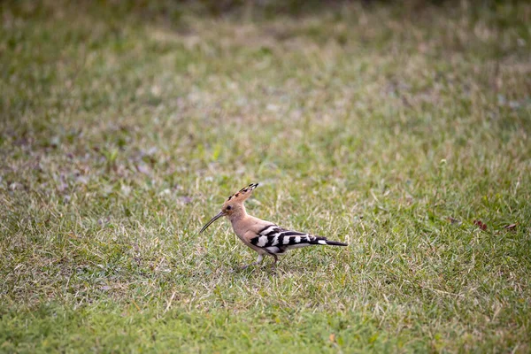 Pájaro Abubilla Sobre Hierba Verde Día Nublado — Foto de Stock