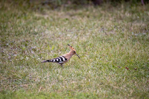 Pájaro Abubilla Sobre Hierba Verde Día Nublado — Foto de Stock