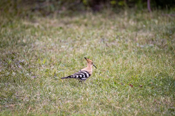 Upupa Uccello Erba Verde Giornata Nuvolosa — Foto Stock