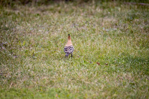 Upupa Uccello Erba Verde Giornata Nuvolosa — Foto Stock