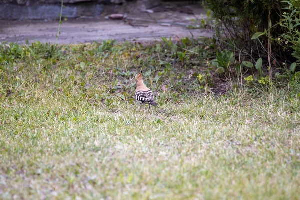 Pájaro Abubilla Sobre Hierba Verde Día Nublado — Foto de Stock