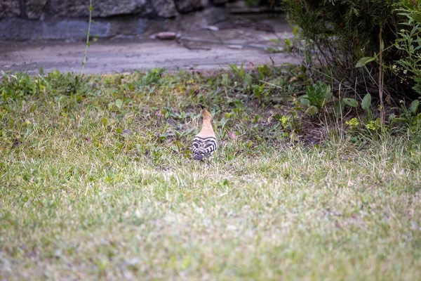 Pájaro Abubilla Sobre Hierba Verde Día Nublado — Foto de Stock