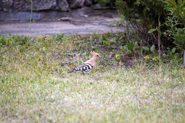 Pájaro Abubilla Sobre Hierba Verde Día Nublado — Foto de Stock