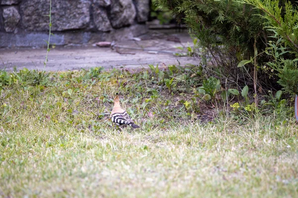 Pájaro Abubilla Sobre Hierba Verde Día Nublado — Foto de Stock