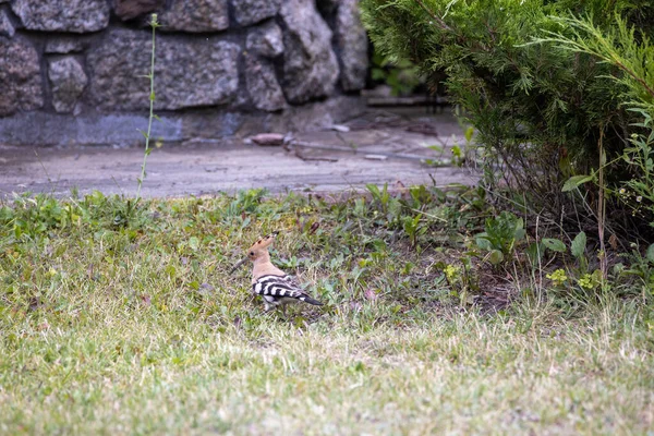 Pájaro Abubilla Sobre Hierba Verde Día Nublado — Foto de Stock