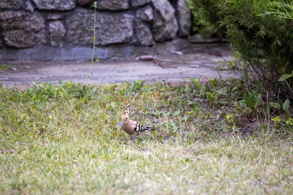 Pájaro Abubilla Sobre Hierba Verde Día Nublado — Foto de Stock