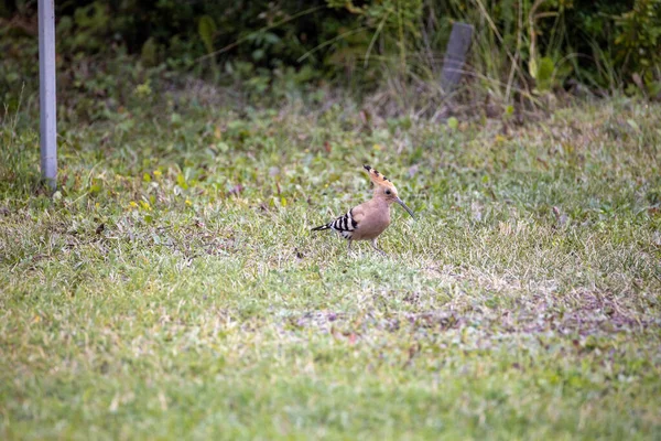 Pájaro Abubilla Sobre Hierba Verde Día Nublado — Foto de Stock