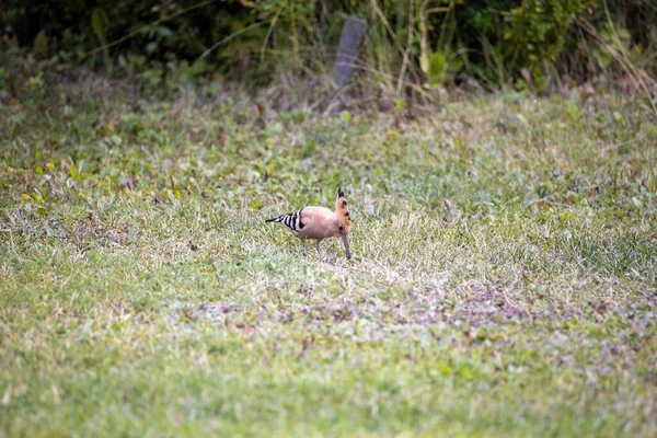 Pájaro Abubilla Sobre Hierba Verde Día Nublado — Foto de Stock