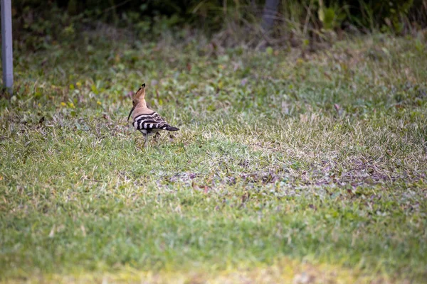 Bird Hoopoe Zielonej Trawie Chmurny Dzień — Zdjęcie stockowe