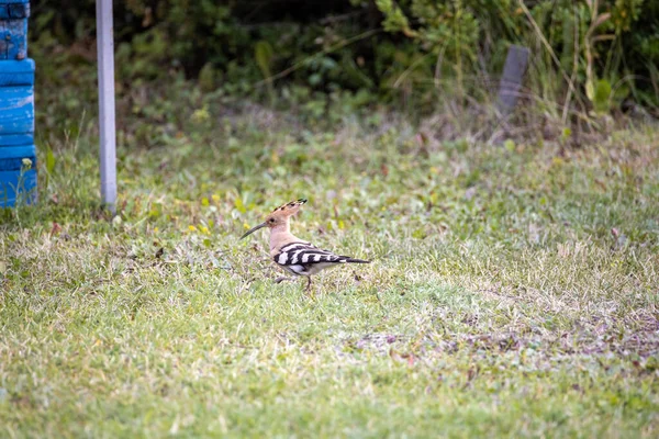 Pájaro Abubilla Sobre Hierba Verde Día Nublado — Foto de Stock