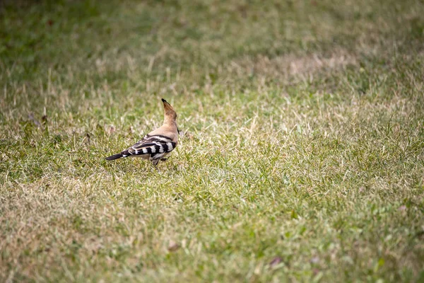 Pájaro Abubilla Sobre Hierba Verde Día Nublado — Foto de Stock