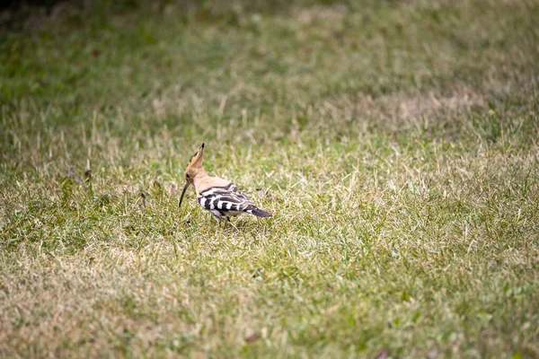 Pájaro Abubilla Sobre Hierba Verde Día Nublado — Foto de Stock