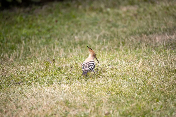 Hoopoe Oiseau Sur Herbe Verte Jour Nuageux — Photo