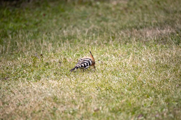 Bird Hoopoe Green Grass Cloudy Day — Stock Photo, Image