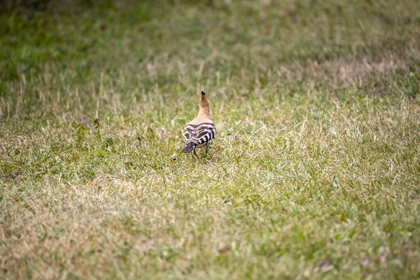 Pájaro Abubilla Sobre Hierba Verde Día Nublado — Foto de Stock