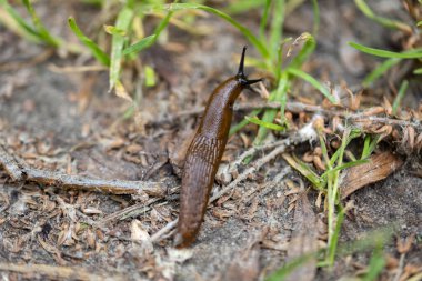 Çimlere vur. Ayrıntılı makro görünüm. Doğal arkaplan, yumuşak ışık.