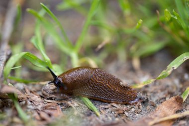 Çimlere vur. Ayrıntılı makro görünüm. Doğal arkaplan, yumuşak ışık.