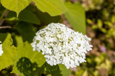 Ortanca çiçeği. Ayrıntılı makro görünüm. Doğal bir arka planda çiçek, yumuşak bir ışık.