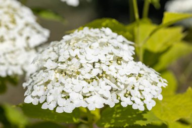 Ortanca çiçeği. Ayrıntılı makro görünüm. Doğal bir arka planda çiçek, yumuşak bir ışık.