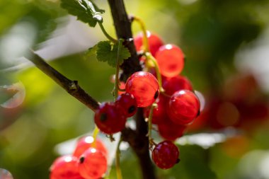 Frenk üzümü. Ayrıntılı makro görünüm. Berry doğal bir arka plan, yumuşak bir ışık.