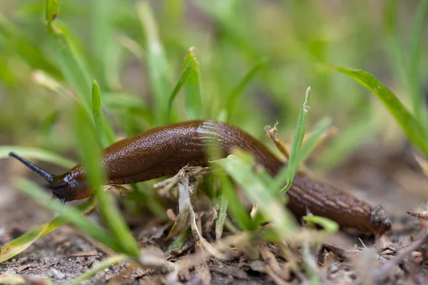 Glid Gräset Detaljerad Makrovy Naturlig Bakgrund Mjukt Ljus — Stockfoto