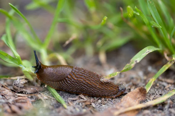 草の中でナメクジ 詳細なマクロビュー 自然の背景 柔らかい光 — ストック写真