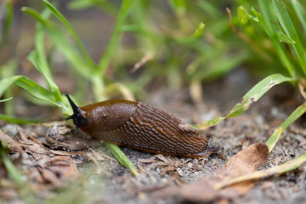 Slug Grass Detailed Macro View Natural Background Soft Light — Stock Photo, Image