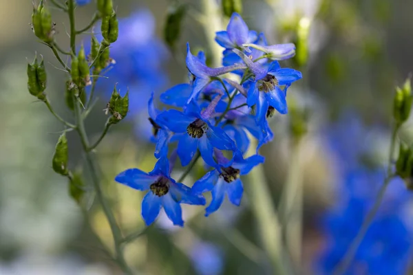Blue delphinium flower. Detailed macro view. Flower on a natural background, soft light.