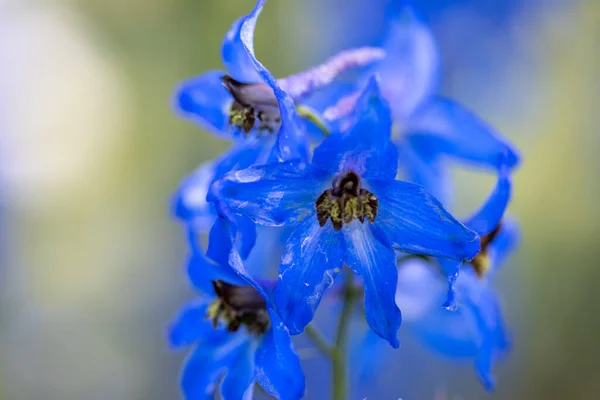 Fleur Bleue Delphinium Vue Macro Détaillée Fleur Sur Fond Naturel — Photo
