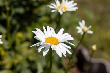 Papatya çiçeği. Ayrıntılı makro görünüm. Doğal bir arka planda çiçek, yumuşak bir ışık.