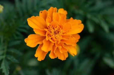 Çiçekleri çiçek olarak etiketler. Ayrıntılı makro görünüm. Doğal bir arka planda çiçek, yumuşak bir ışık.