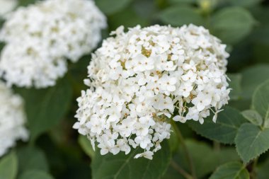 Ortanca çiçeği. Ayrıntılı makro görünüm. Doğal bir arka planda çiçek, yumuşak bir ışık.