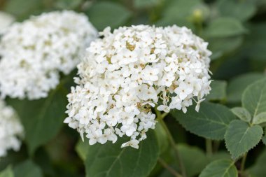 Ortanca çiçeği. Ayrıntılı makro görünüm. Doğal bir arka planda çiçek, yumuşak bir ışık.