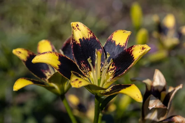 Žlutočerné Lilie Podrobný Pohled Makro Květina Přirozeném Pozadí Měkké Světlo — Stock fotografie