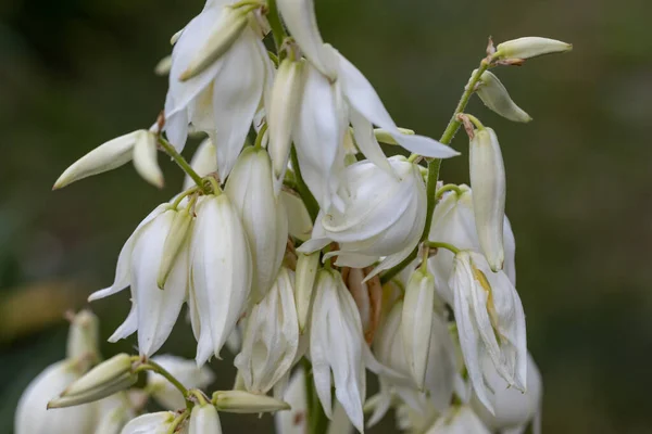 Beyaz Çiçekler Pasifik Kanayan Kalbi Ayrıntılı Makro Görünüm Doğal Bir — Stok fotoğraf